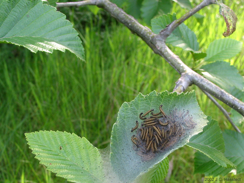 Caterpillar Nest