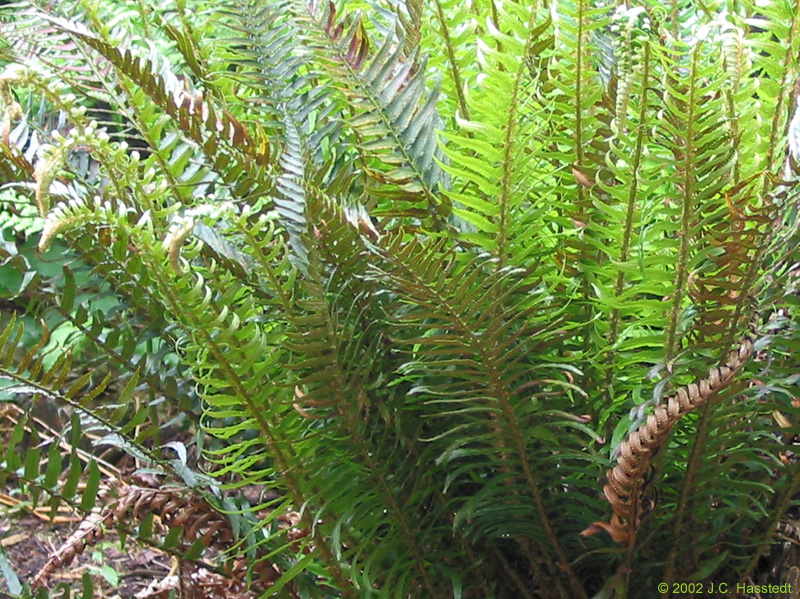 Ferns