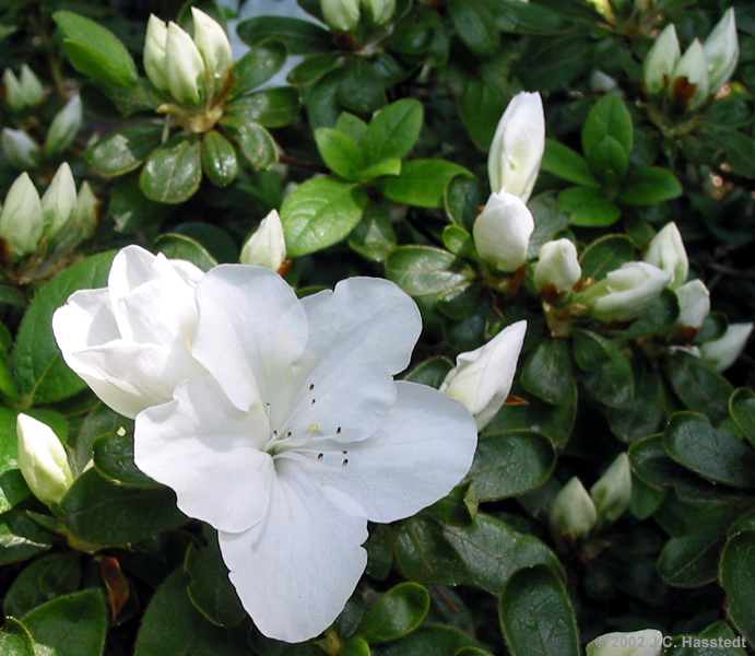 White Azalea