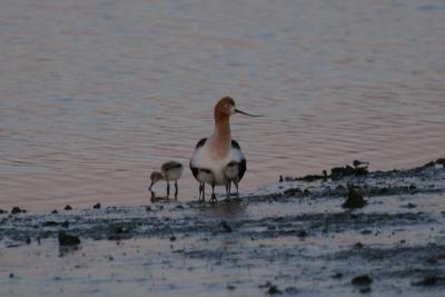 Avocet with chicks underwing