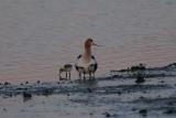 Avocet with chicks underwing