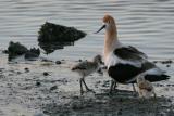 Avocet with chicks