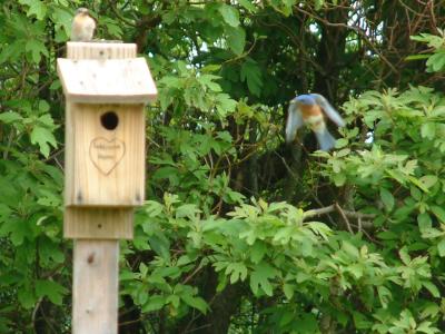 Fuzzy, but a great action shot of mother & father bluebird