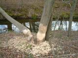 Beaver Feast