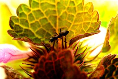 fourmi dans une fleur