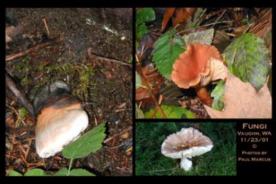 Assorted Fungi