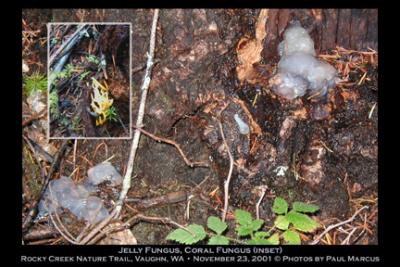 Jelly Fungus and Coral Fungus