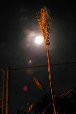 Moon and Foxtail