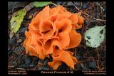 Orange Fungus #16