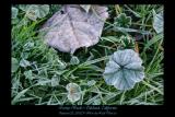 Frosty Weeds