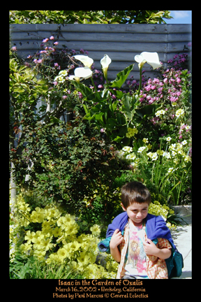 Isaac in the Garden of Oxalis