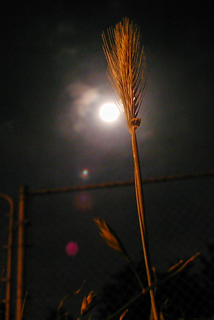 Moon and Foxtail