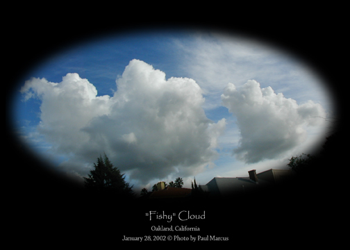 Fishy Cloud