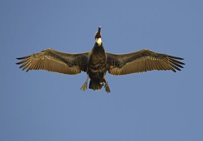 Brown Pelican drying off in mid air_T0L8292-1 rsz 650.jpg