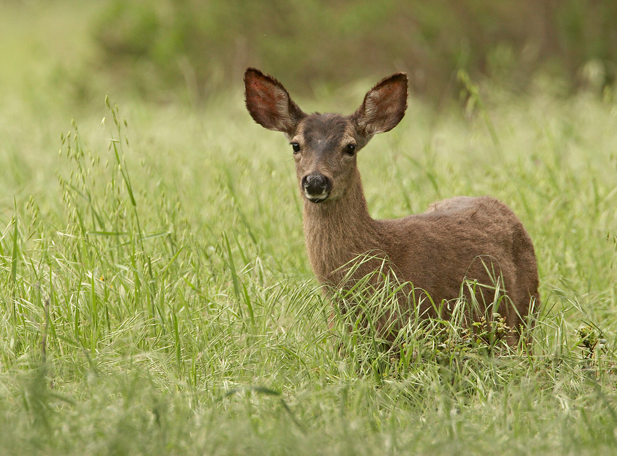 Mule deer_MG_2094 rsz.jpg