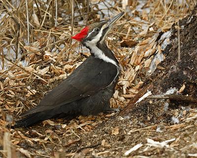 pileated woodpecker 13