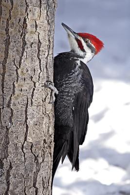 pileated woodpecker 19