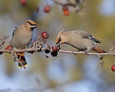 bohemian waxwings 0460