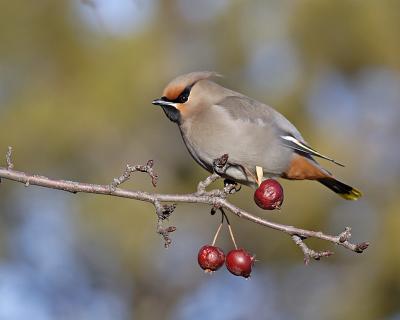 bohemian waxwing 0486