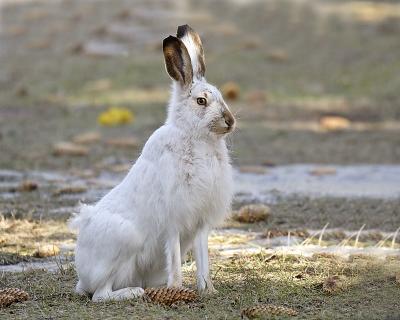 white-tailed jackrabbit 0683