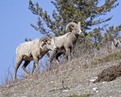 bighorn sheep 1115