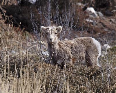 bighorn sheep 1123