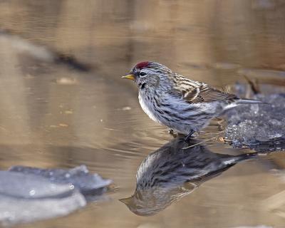 common redpoll 1401