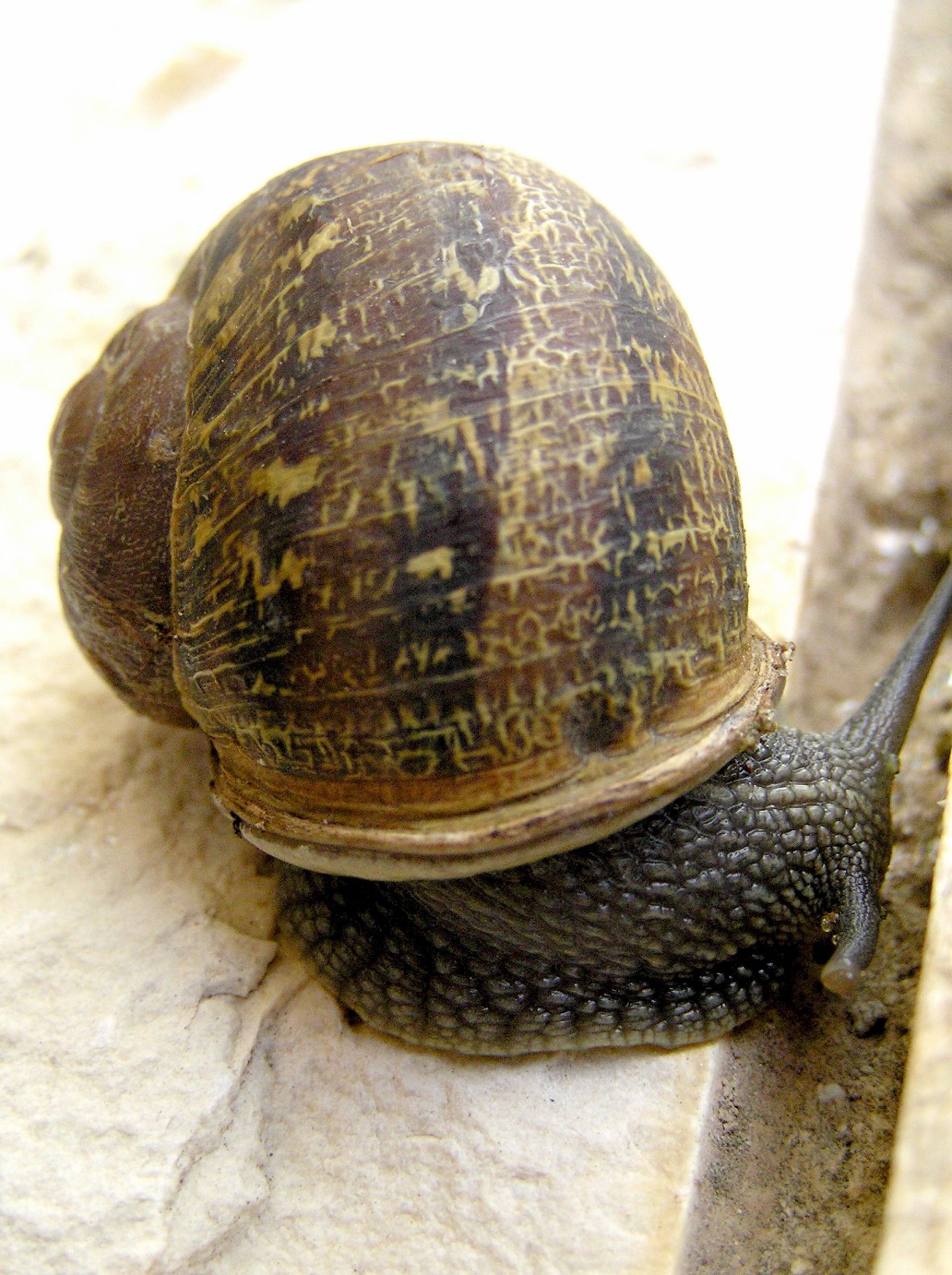 Beraleh.JPG