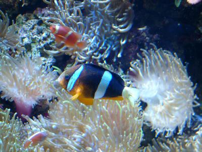 fish3.jpg