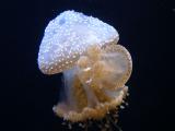 jelly1.jpg