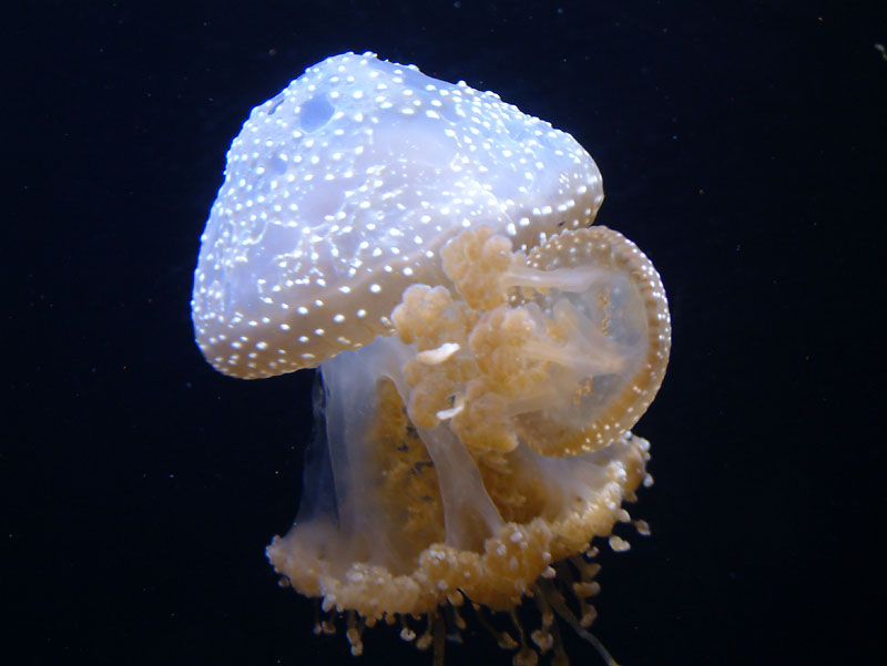 jelly1.jpg