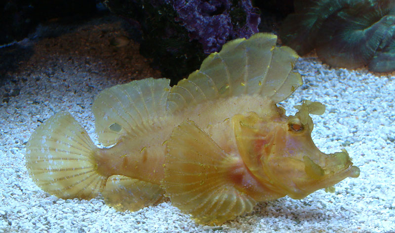 fish1.jpg