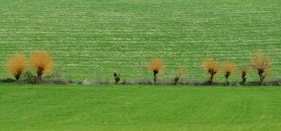 u10/giorgiopieroni/medium/41442377.0217campi41.jpg