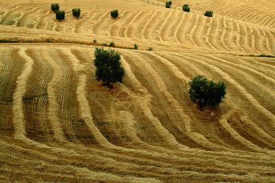 u10/giorgiopieroni/medium/41442941.0716campi01.jpg