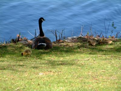 Images at Lake Quannapowitt, Wakefield, MA