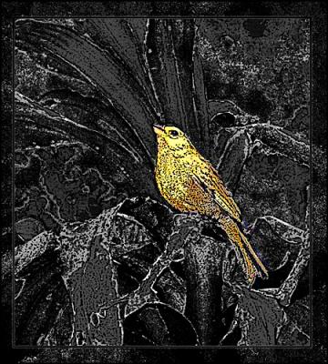 Saffron Finch (photo art)