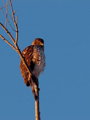 Cooper's Hawk - Early Morning