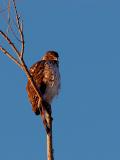 Coopers Hawk - Early Morning