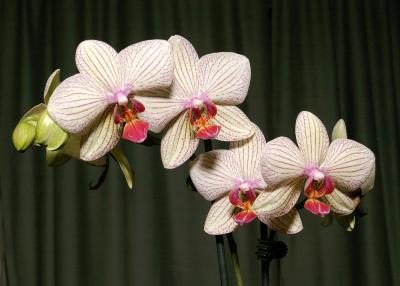 Orchids 13x.jpg