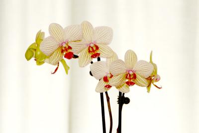 Orchids 11x.jpg