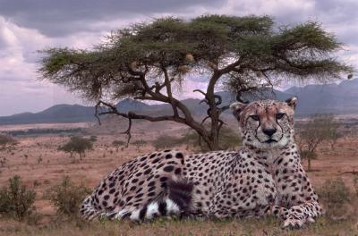 Chuck's Cheetah