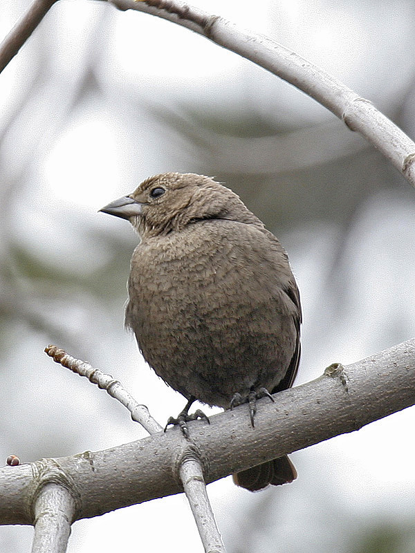 Brown-headed Cowbird 03