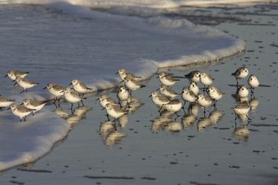 sandpipers