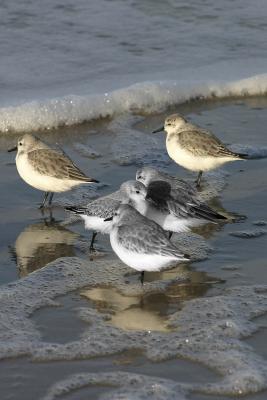 sandpipers