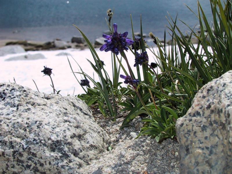 More flowers by the Upper Enchanmtent Lakes