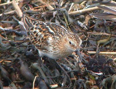 Little Stint, Rye, New Hampshire, August 2003