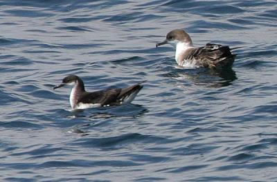Manx Shearwater and Greater Shearwater