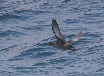 Sooty Shearwater