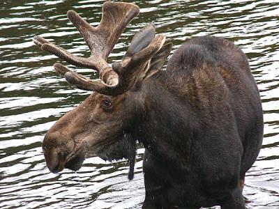 Moose