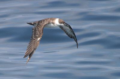 u10/gtepke/medium/21940280.030713GreaterShearwater489.jpg